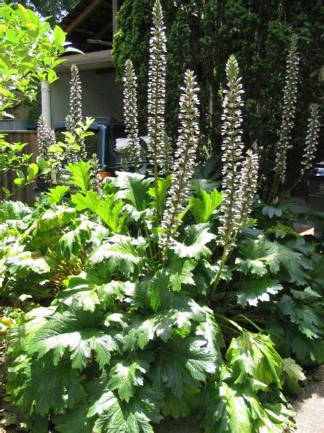 Bear's Breech- Acanthus mollis- Acanthaceae | Plants, Horticulture, Mollis