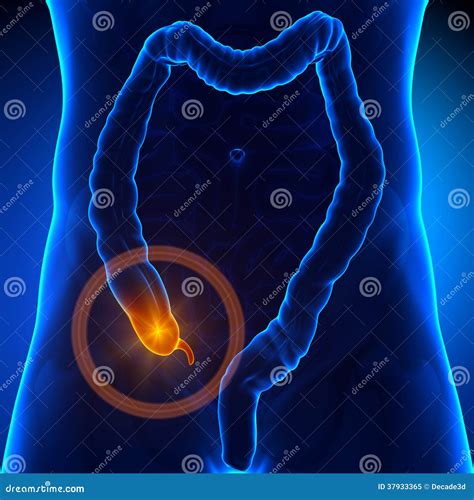 Appendix Pain Royalty Free Stock Photo - Image: 37933365