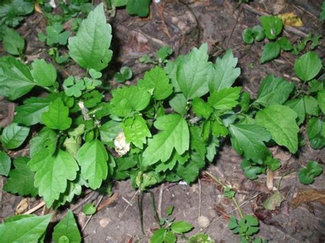 Rose of Sharon seedlings plague Indiana gardeners - Hoosier Gardener