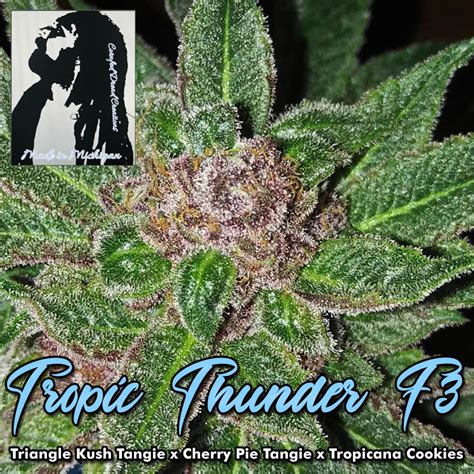 Regular Seeds: Tropic Thunder F3