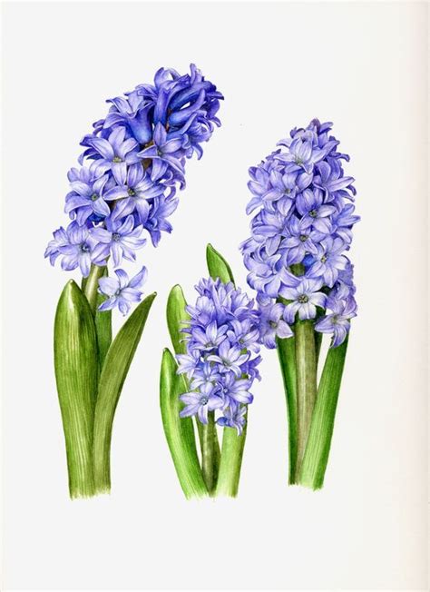 Floral Art - Roger Reynolds Botanical Art - Hyacinths - #Art #botanical ...