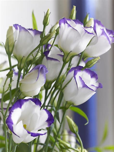 Lisianthus | Beautiful flowers pictures, Beautiful flowers, Amazing flowers