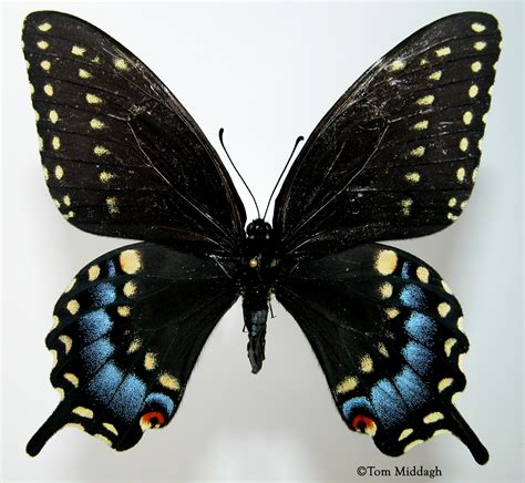 Black Swallowtail Papilio polyxenes Fabricius, 1775 | Butterflies and Moths of North America