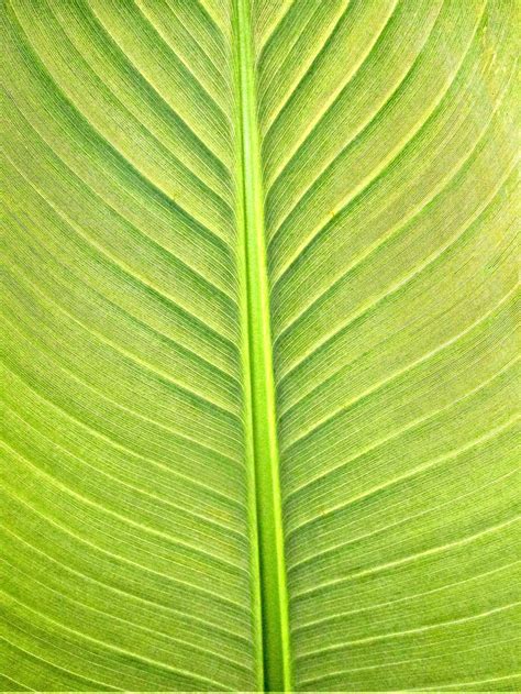 1366x768px | free download | HD wallpaper: plants, banana leaf, texture, plant part, green color ...