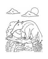Animal anteater coloring page For Kids  Topcoloringpagesnet sketch template