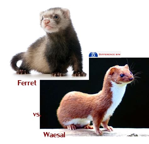 Image - Weasel-and-ferret.jpg | Wings of Fire Wiki | FANDOM powered by ...