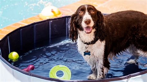 Turn Your Backyard Into a Dog Water Park | BeChewy