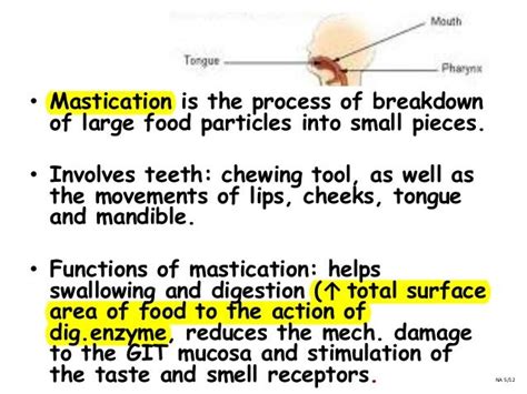 Gastrointestinal tract (GIT)