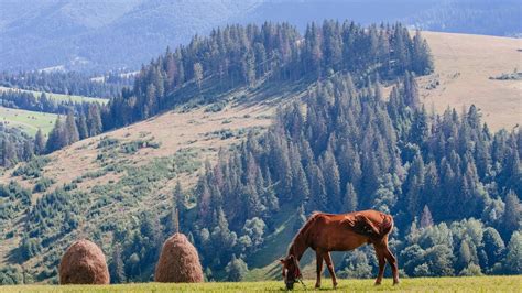 Experience the Music, Food, and Nature of the Ukrainian Zakarpattia - YouTube