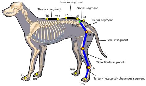 Veterinary Sciences | Free Full-Text | A Canine Gait Analysis Protocol ...