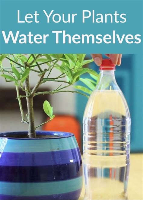 How to Water Your Plants While You’re Away | Plants, Diy plants, Water ...