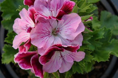 Free picture: detail, flowerpot, pistil, flower, flowers, plant, nature, pink