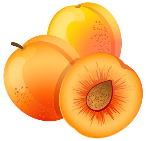 Large Painted Apricot PNG Clipart | Apricot, Fruit, Clip art