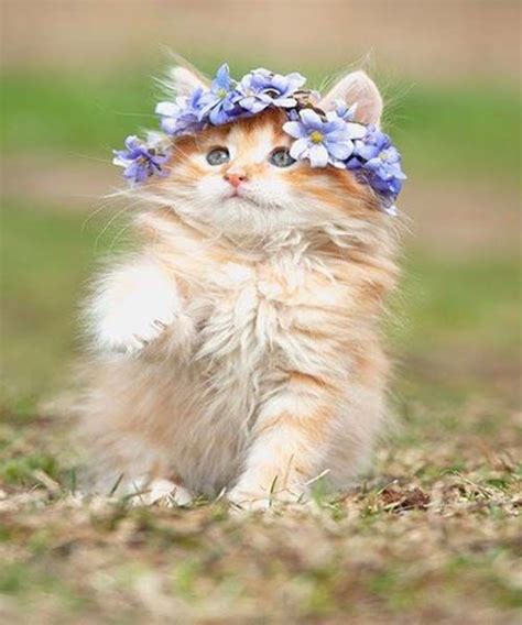 Cat With Flower Crown | Kittens cutest, Cute cats, kittens, Cats, kittens