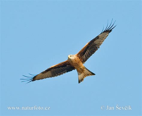 Milvus milvus Pictures, Red Kite Images, Nature Wildlife Photos | NaturePhoto