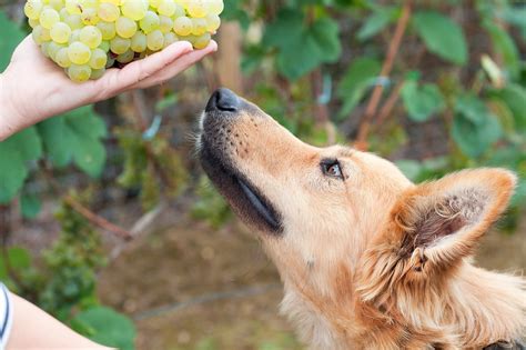 Can Dogs Eat Grapes? Veterinarians Explain | The Healthy