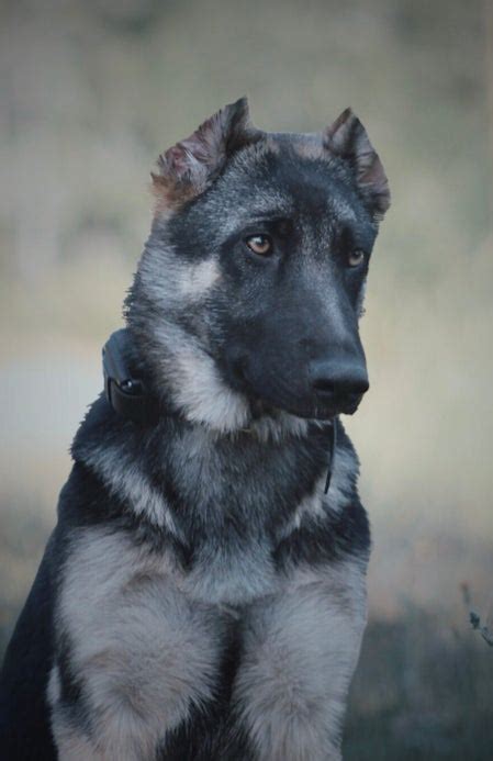 German Shepherd cropped ears | Page 2 | German Shepherds Forum