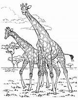 Giraffes To color For Children  Giraffe Coloring Pages sketch template