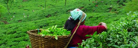 Nilgiri Tea Plantations, Tamil Nadu | Things to do in Tamil Nadu