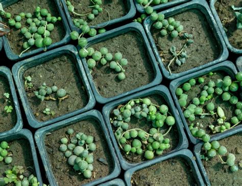 Propagating String of Pearls: Create a Cascade of Greenery - Minneopa Orchards