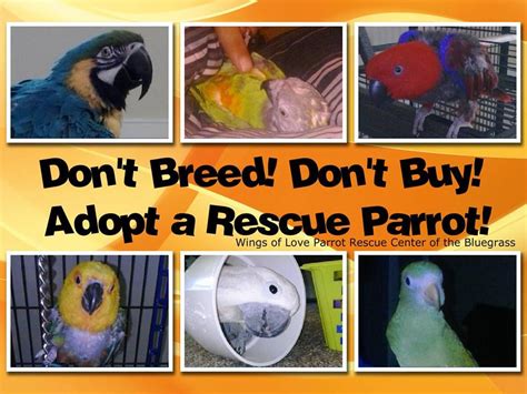 Pet Bird Rescue Near Me - NEARSF