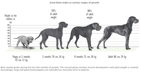 A Typical Great Dane Growth Chart - Great Dane k9