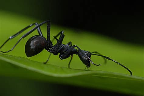 Semut hitam | Taken during macro outing at Taman Teruntum Ku… | Flickr