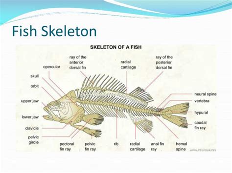 PPT - Internal Physiology of Fishes PowerPoint Presentation - ID:1973172