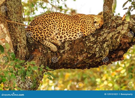 Leopard sleeping on tree stock image. Image of five - 129151021