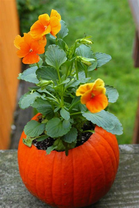 Flower Pot Pumpkins : 4 Steps (with Pictures) - Instructables