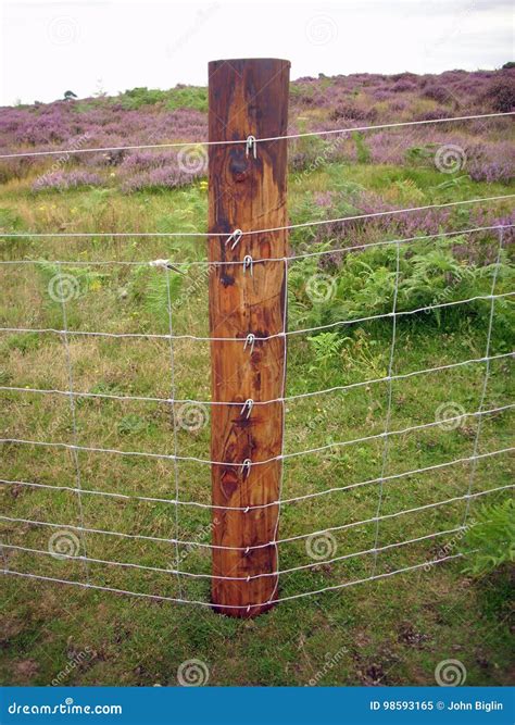 New wire netting fence stock image. Image of calluna - 98593165