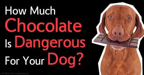 How Long Chocolate Poisoning In Dogs