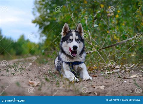 Angry barking huskies stock image. Image of sled, siberian - 59676691