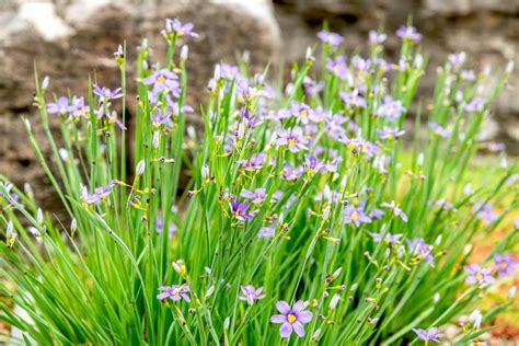 How to Grow and Care for Blue-Eyed Grass