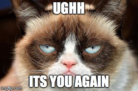 Grumpy Cat Not Amused Meme - Imgflip