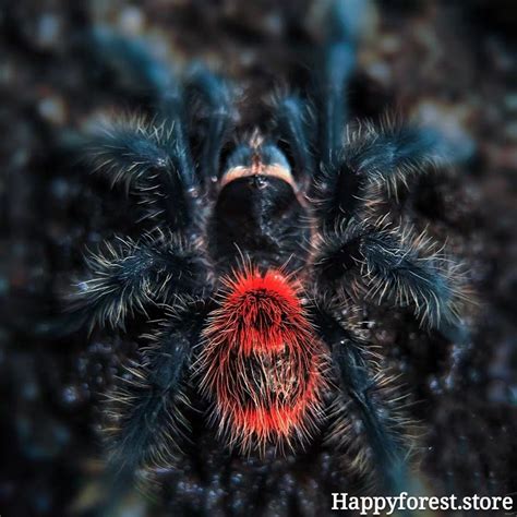 Grammostola iheringi (Entre Rios Tarantula) for sale - HappyForestStore