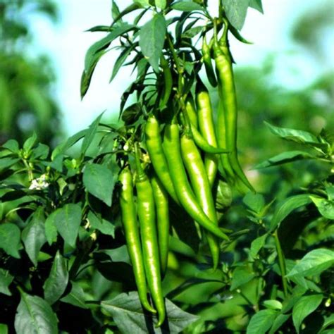 First Crop 500 Seeds Chilli-F1 Hybrid Long Mirchi seeds Seed Price in India - Buy First Crop 500 ...