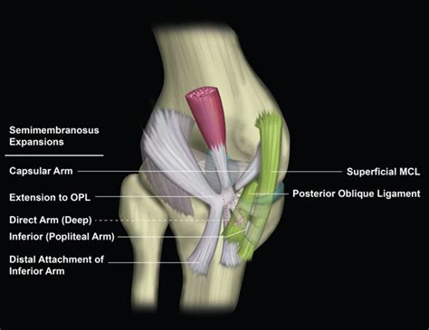 Posteromedial Corner - ProScan Education