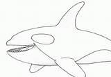 Orca Whale Coloring Page  Home sketch template