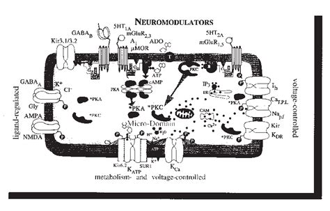 Schematic illustration of receptor-activated intracellular signaling ...