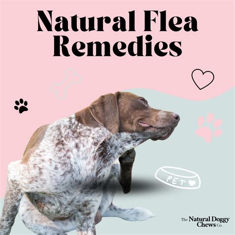 Effective Natural Flea Remedies for Your Dog's Comfort – The Natural ...