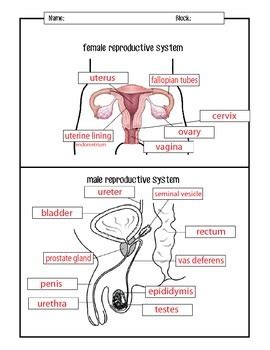 Male And Female Reproductive System Diagram Worksheet Captions Ideas ...