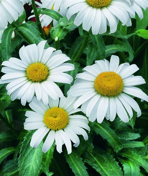 Shasta Daisy Seeds Chrysanthemum Maximum Seeds Organic Non GMO | Etsy