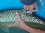 Yellowfish Telemetry Research Project of the Vaal/Orange River | OVRYCMA & ERYCA Conservation ...