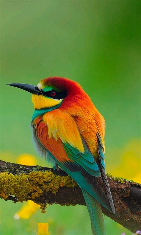 Best 12 31 National Geographic Birds in the Wild … – Artofit