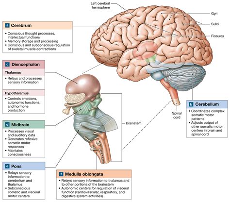 14.1: The Brain Develops Four Major Regions: The Cerebrum - 1500x1317 ...