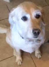 Unimpressed Dog GIF - Find & Share on GIPHY