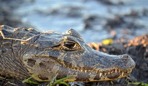 Yacare Caimans Brazil - Facts, Diet & Habitat Information