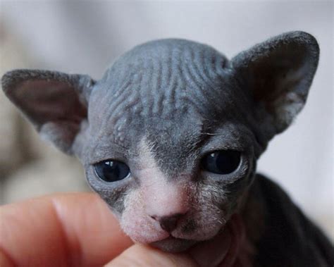 22 photos de chatons sphynx adorables pour faire changer d’avis tous ...