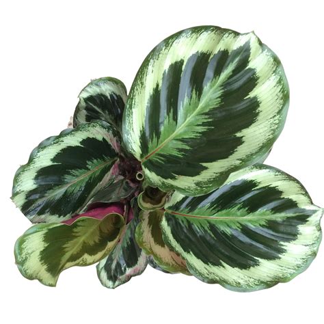 Calathea Medallion - MICRO PLANT STUDIO